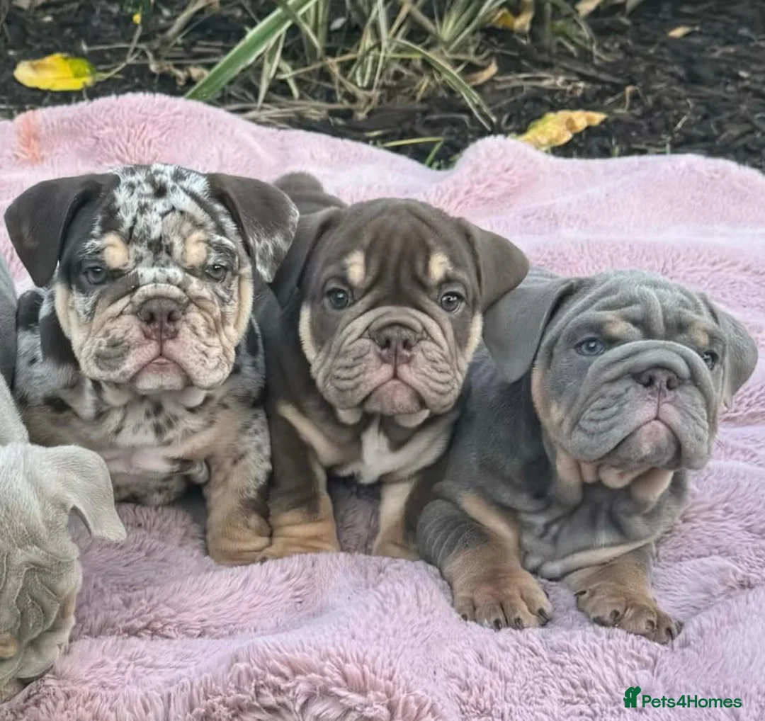 English Bulldog dogs for sale: Stunning English bulldog puppies  - Advert 1