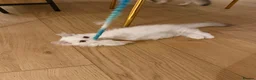 Munchkin cats for sale: Munchkin super short leg kitten - Advert 8