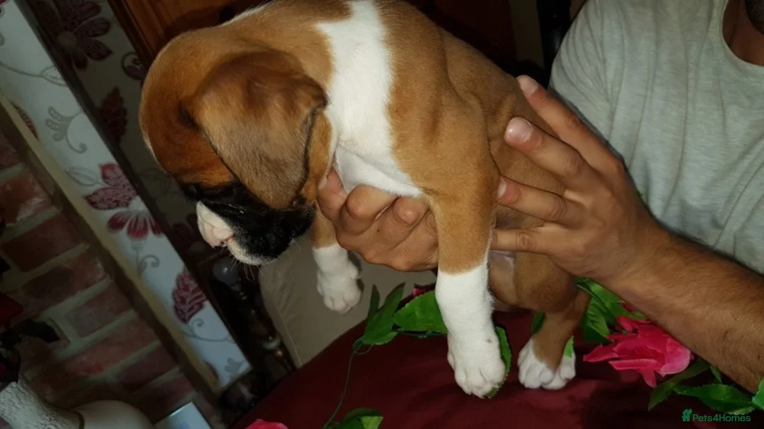 Boxer dogs for stud: Handsome Natural Bobtail Red Dog for Stud in Herne Bay - Advert 6