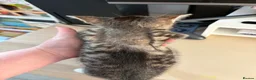 Mixed Breed cats for sale: Kittens for sale - Advert 13