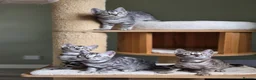 Bengal cats for sale: Gorgeous Health Tested Bengal Kittens  - Advert 8