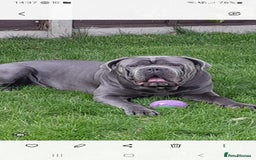 Cane Corso dogs for stud: BLUE CANE CORSO STUD  in Waltham Cross - Image 2