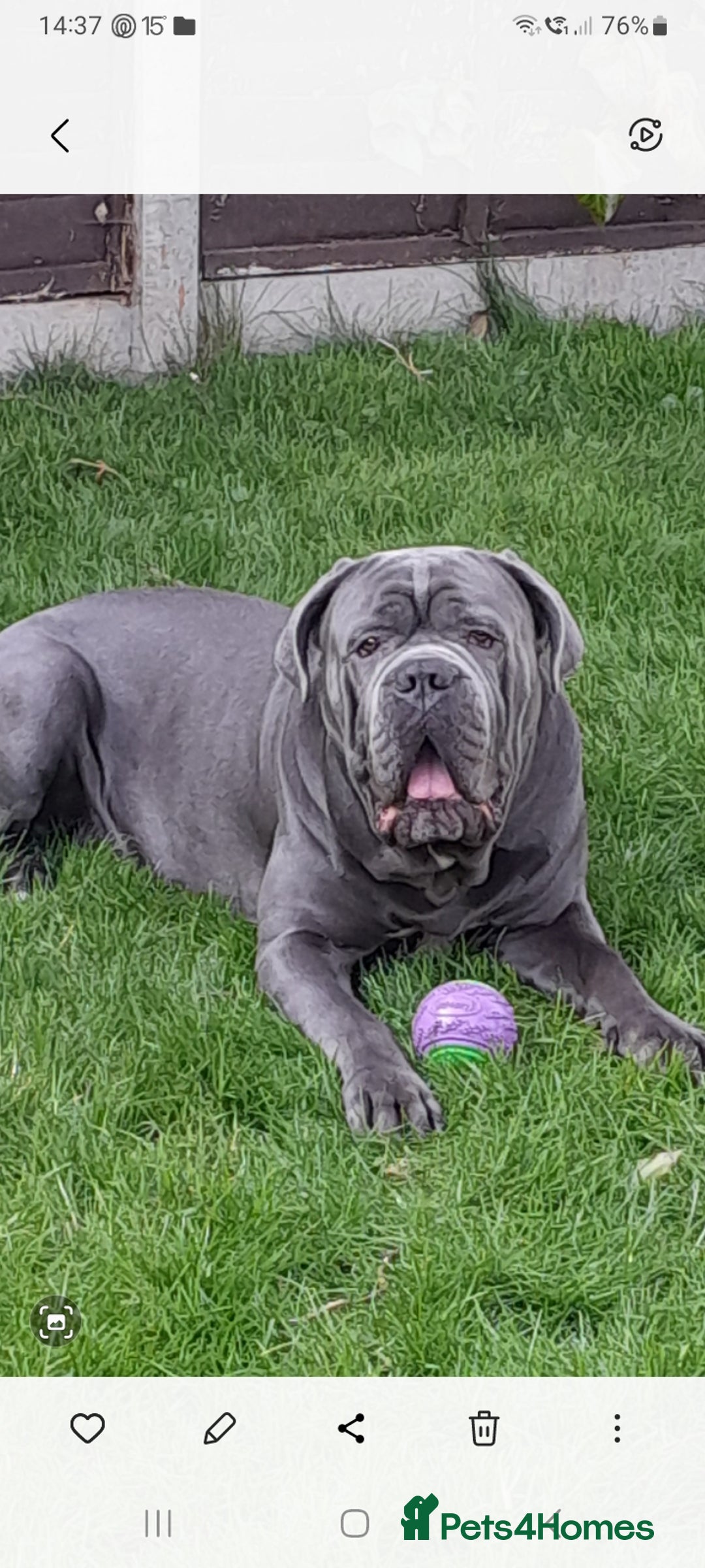 Cane Corso dogs for stud: BLUE CANE CORSO STUD  in Waltham Cross - Image 2