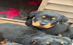 Rottweiler dogs for sale: Beautiful KC registered Rottweiler puppies  - Image 22