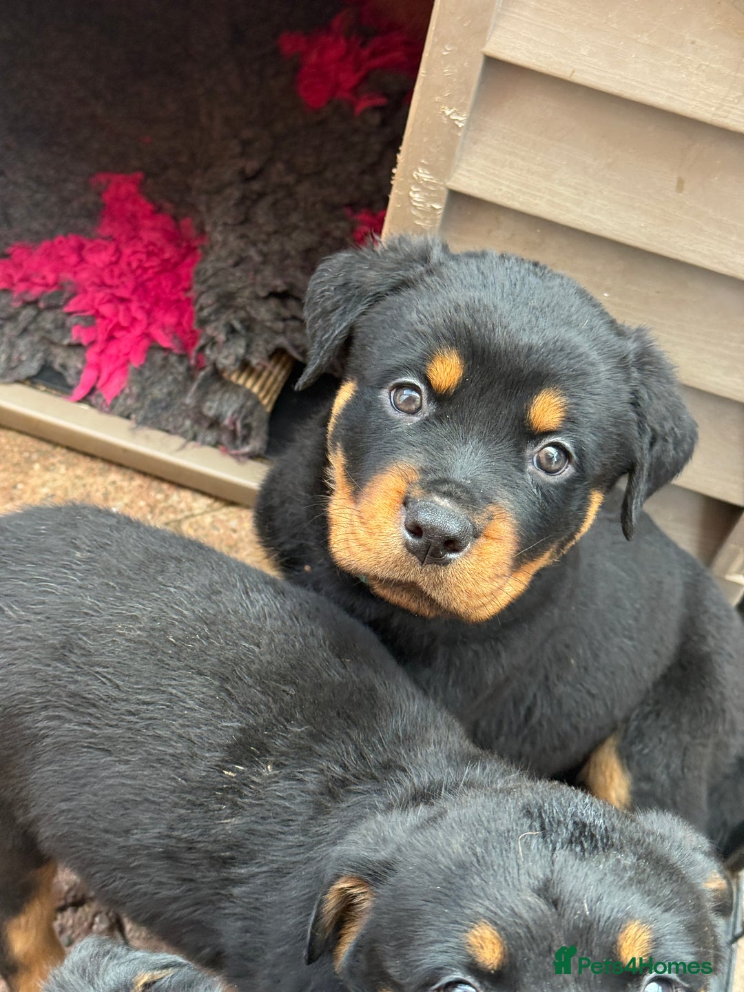Rottweiler dogs for sale: Beautiful KC registered Rottweiler puppies  - Image 22