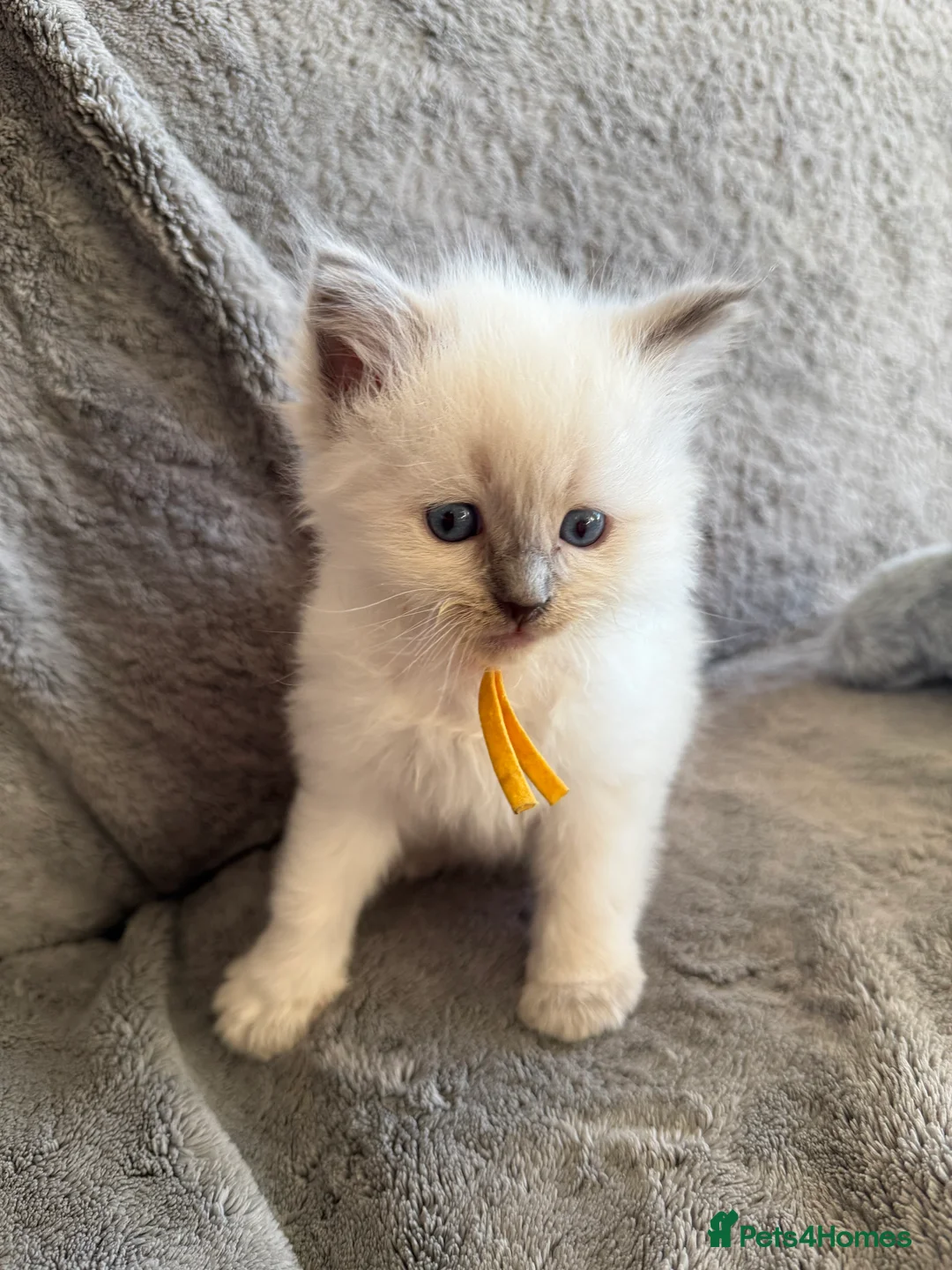 Ragdoll cats for sale: 2 Genetic tested pure Ragdoll Tortie Girl’s Ready - Advert 15