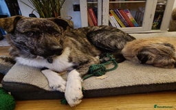 Mixed Breed dogs for adoption: Benji  - Advert 15