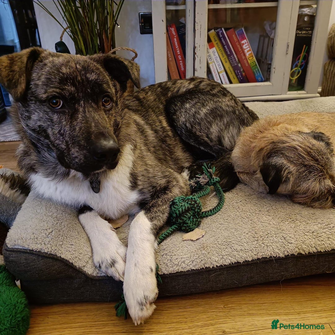 Mixed Breed dogs for adoption: Benji  - Advert 15