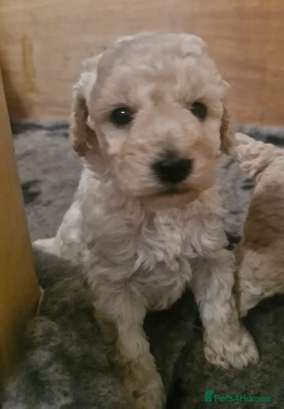 Cockapoo dogs for sale:  Cockapoo puppies F2B - Advert 21