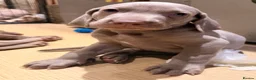 Weimaraner dogs for sale: Wonderful KC Reg Weimaraner Puppies x 6  - Advert 13