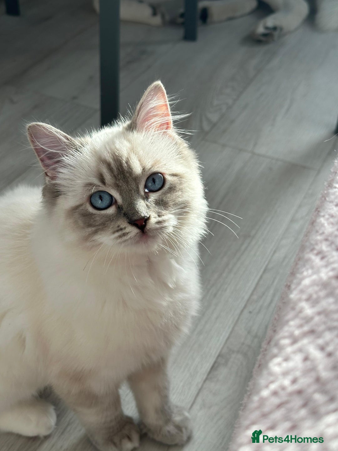 Ragdoll cats for stud: Blue Lynx Ragdoll STUD - Advert 1