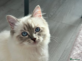 Ragdoll cats Blue Lynx Ragdoll STUD - Advert 1