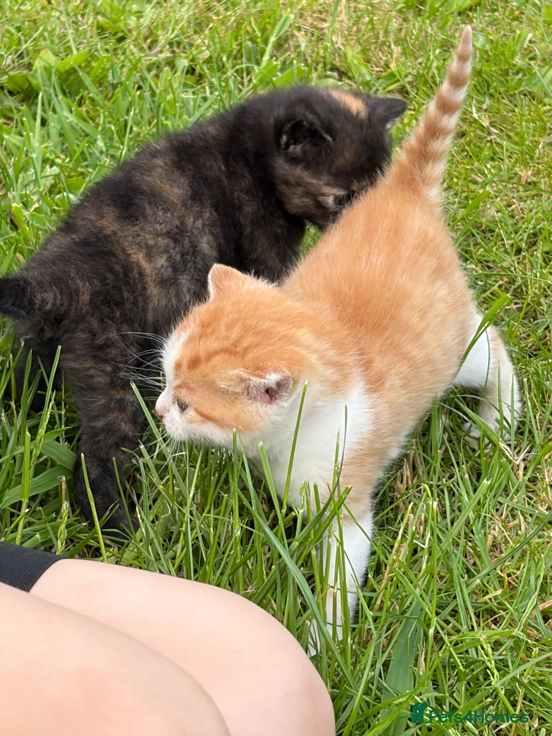 Mixed Breed cats for sale: Ginger kittens for sale male and female  - Advert 1