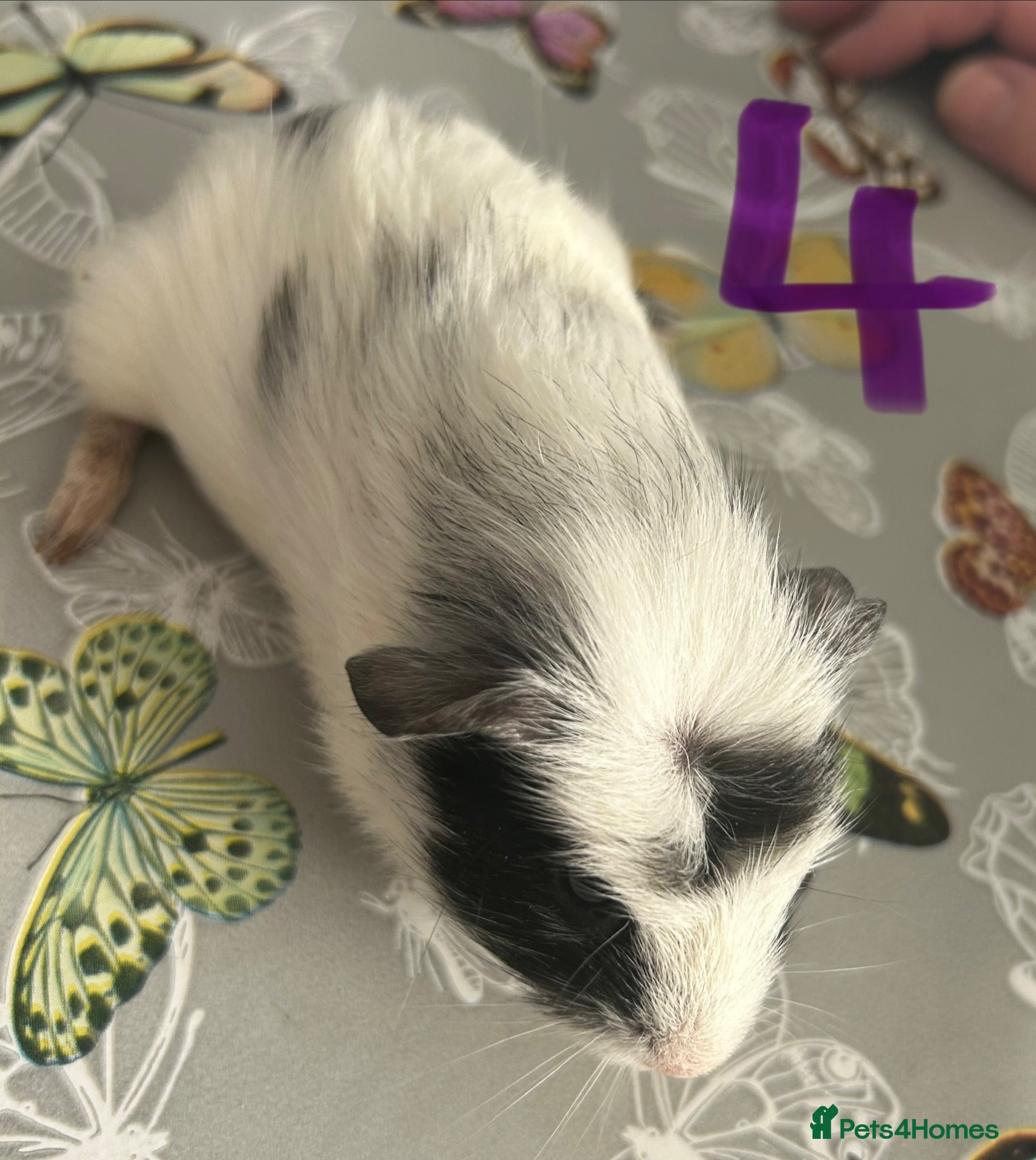 Guinea Pig rodents BONDED BABIES 2 SOWS AND 2 BOARS £50 a pair - Advert 2