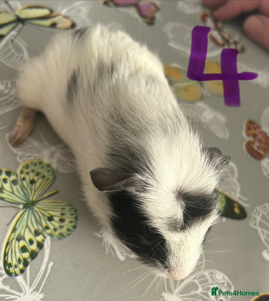 Guinea Pig rodents for sale: BONDED BABIES 2 SOWS AND 2 BOARS £50 a pair - Advert 2