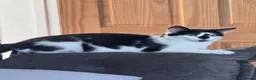 Mixed Breed cats for sale: Beautiful kittens ready now  - Advert 9