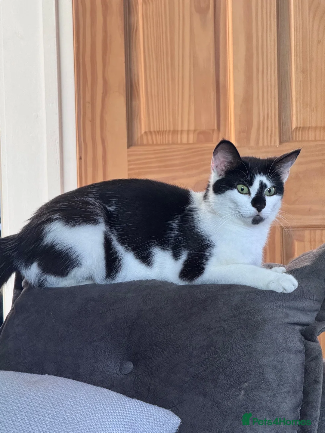 Mixed Breed cats for sale: Beautiful kittens ready now  - Advert 9