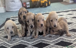 Dachshund dogs for sale: Long haired miniature Dachshunds  - Image 30