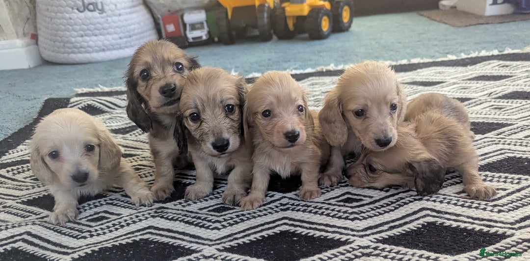 Dachshund dogs for sale: Long haired miniature Dachshunds  - Image 30