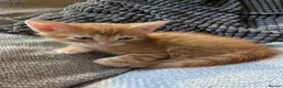Mixed Breed cats for sale: Beautiful half Bengal kittens - Advert 37