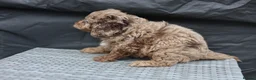 Cavapoo dogs for sale: F1 rare chocolate/choc Merle Cavapoo pups - Advert 5