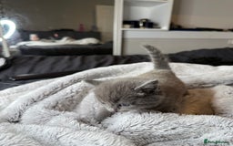 British Shorthair cats for sale: Our beautiful cute shorthair blue kittens - Image 23