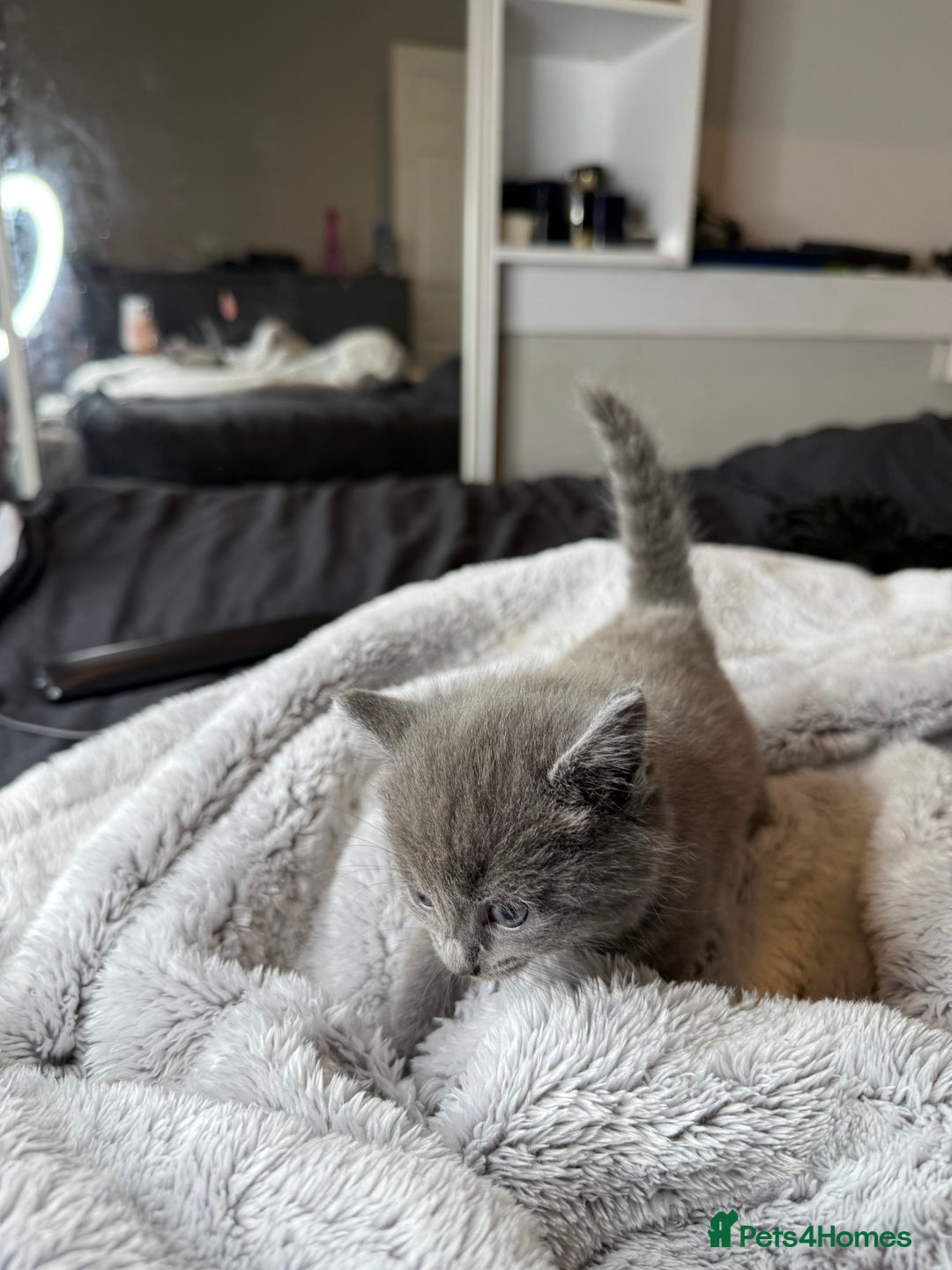 British Shorthair cats for sale: Our beautiful cute shorthair blue kittens - Image 23