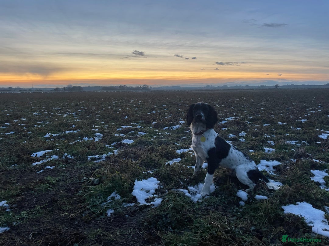 English Springer Spaniel dogs for sale: Chase, springer spaniel - Image 6