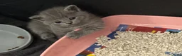 British Shorthair cats for sale:     Blue British Shorthair Kittens Available Now - Advert 12