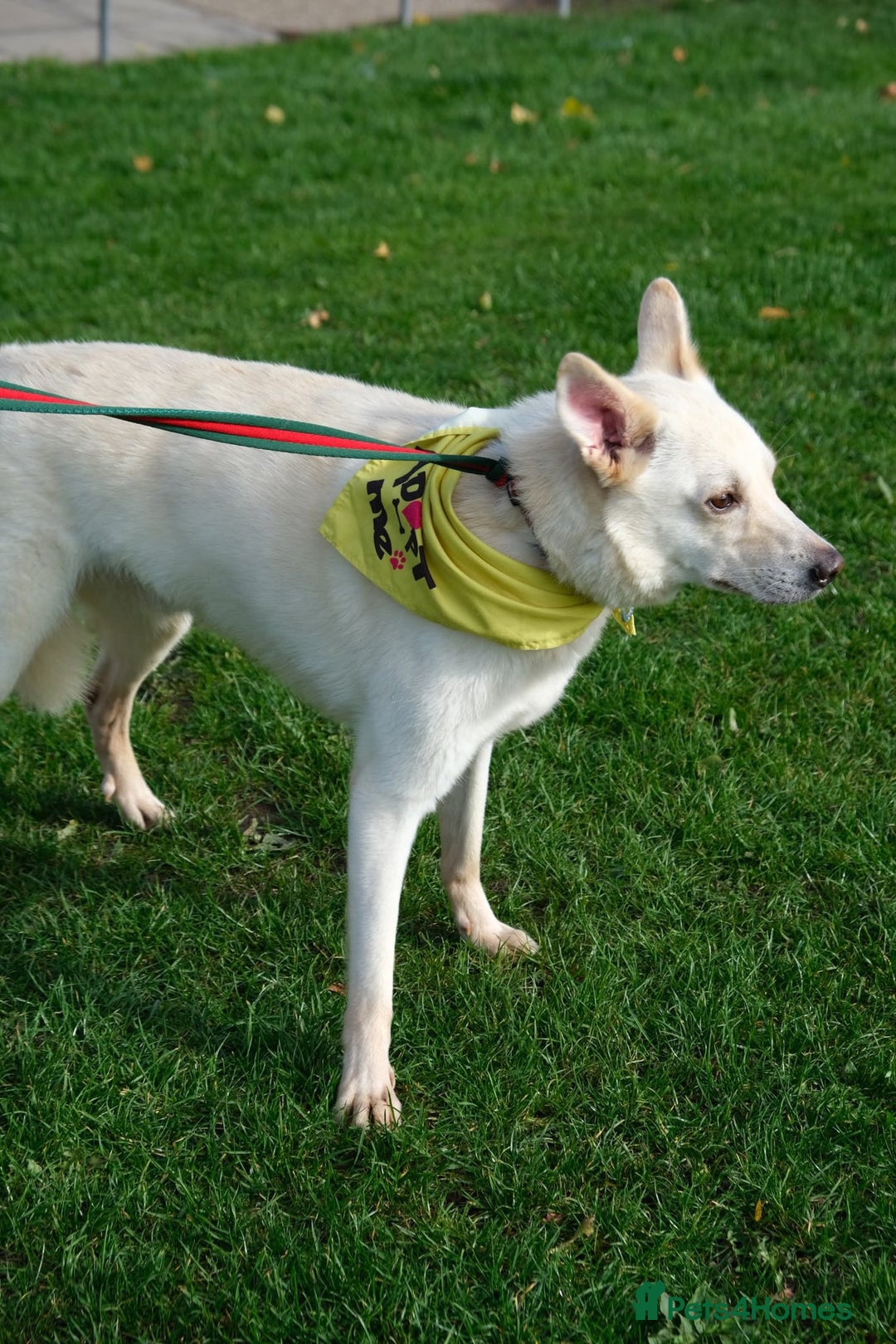 Mixed Breed dogs for adoption: Buddy - Norwich Norfolk  - Image 31