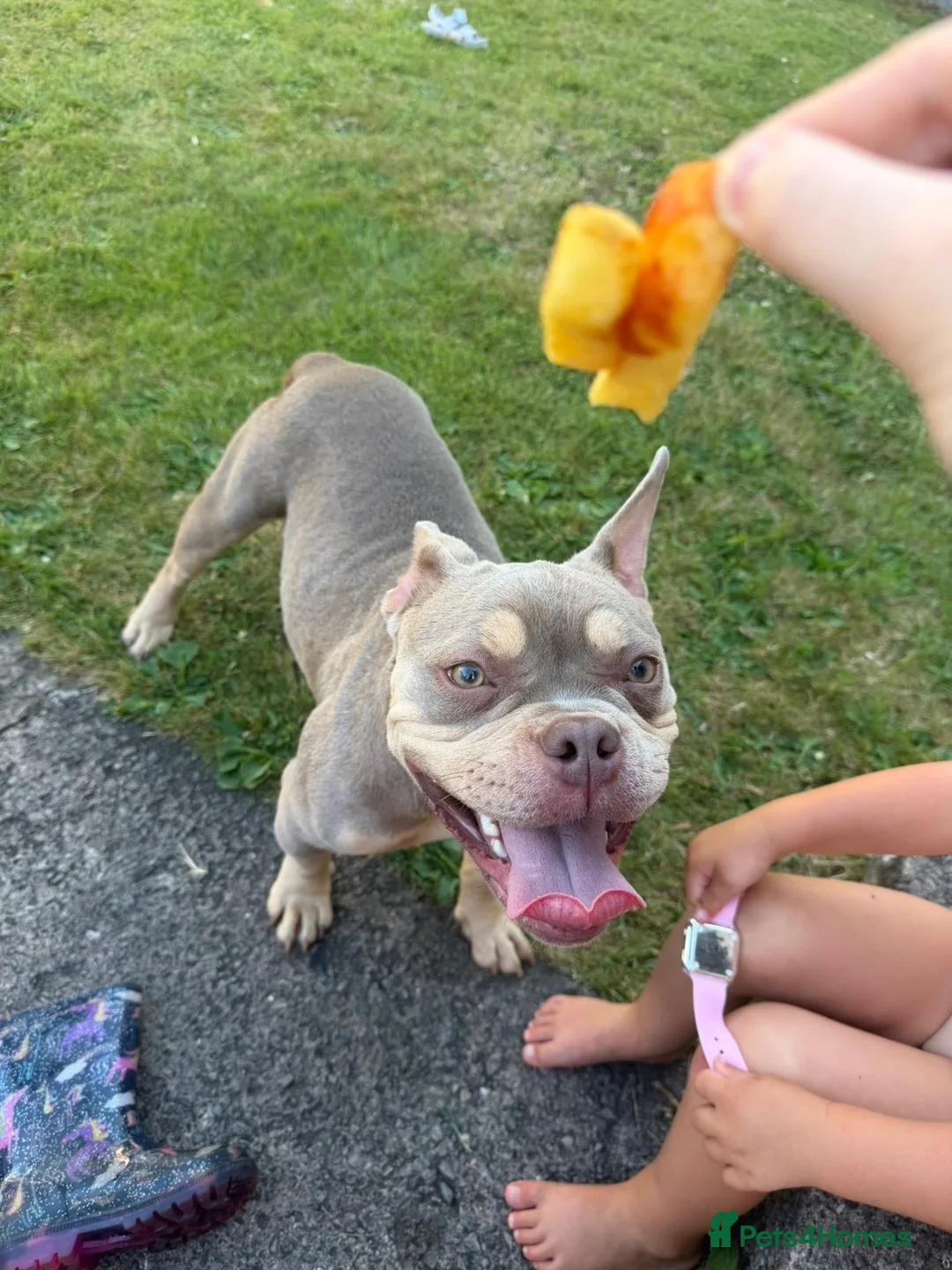Mixed Breed dogs for sale: Beautiful pocket bully girl 🐶 - Advert 2