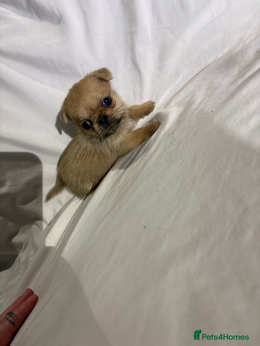 Griffon Bruxellois dogs for sale: Brussels griffons  - Advert 19