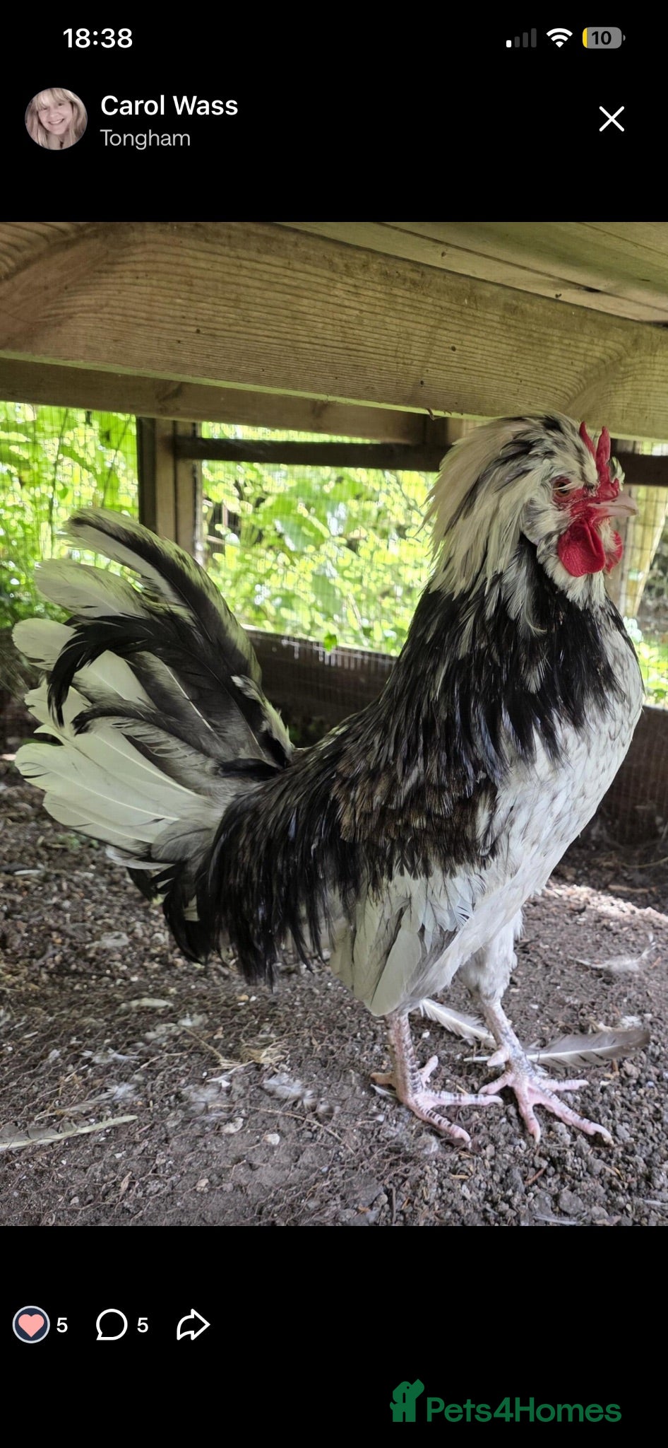 Chickens poultry Polish cockerel - Advert 1