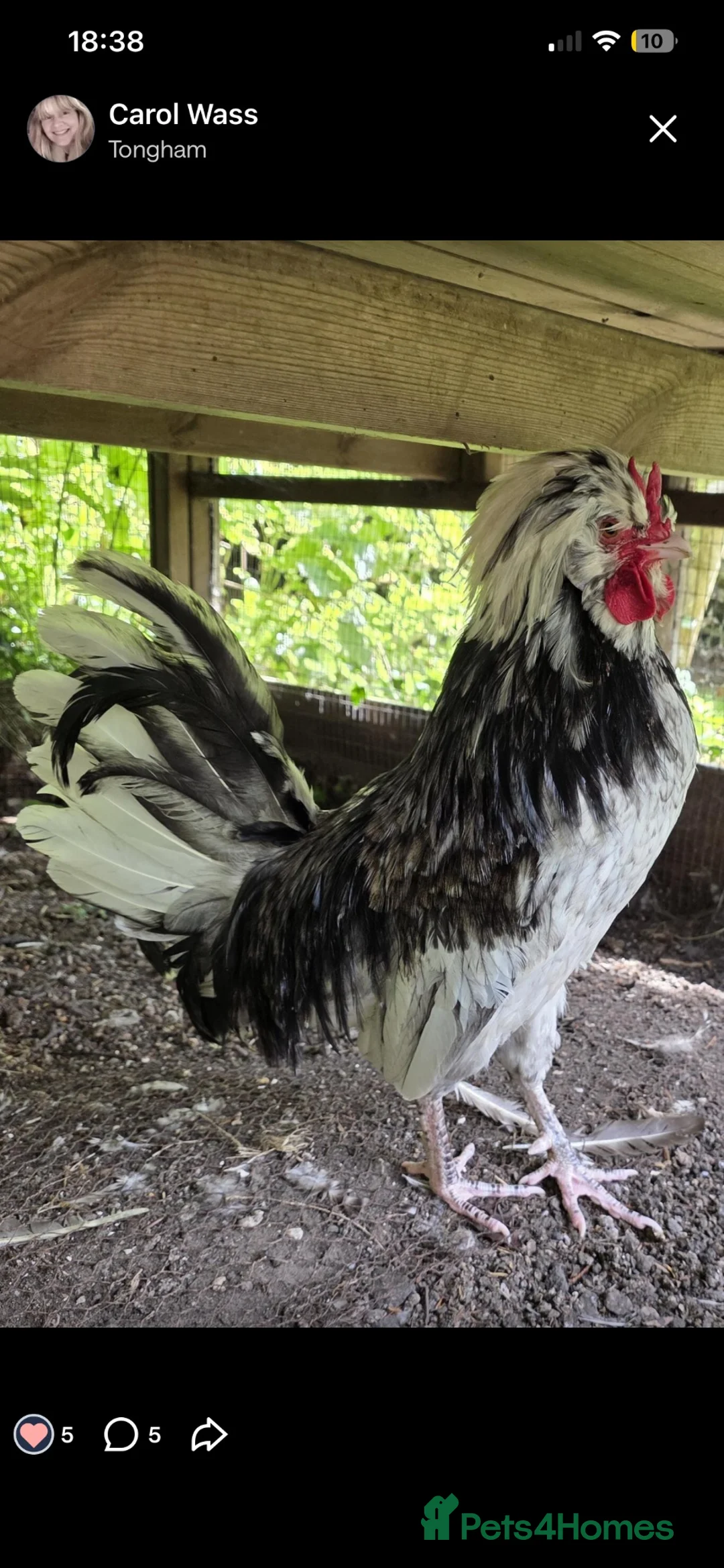 Chickens poultry for sale: Polish cockerel in Alton - Advert 1