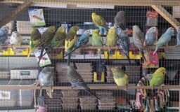 Budgerigars birds for sale: Budgies-Cockatiels-Conures- Love Birds- Bourkes- - Image 1