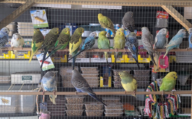 Budgerigars birds - Advert 1