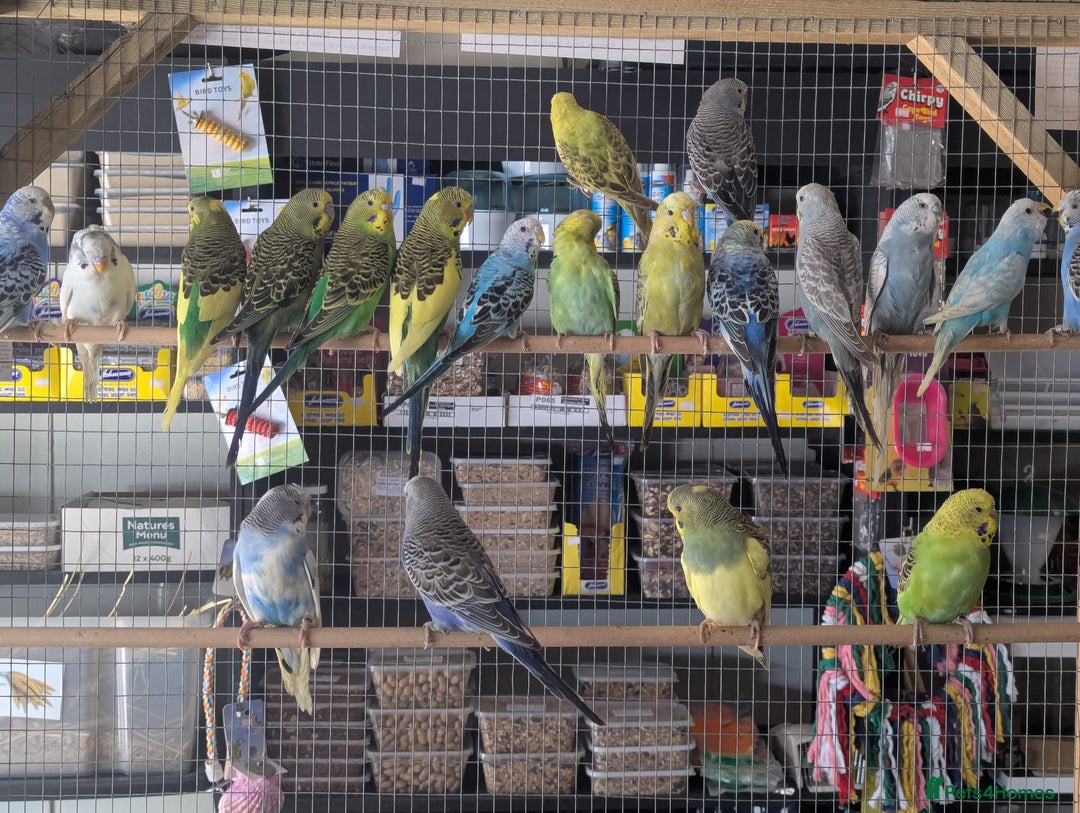 Budgerigars birds for sale: Budgies-Cockatiels-Conures- Love Birds- Bourkes- - Image 1