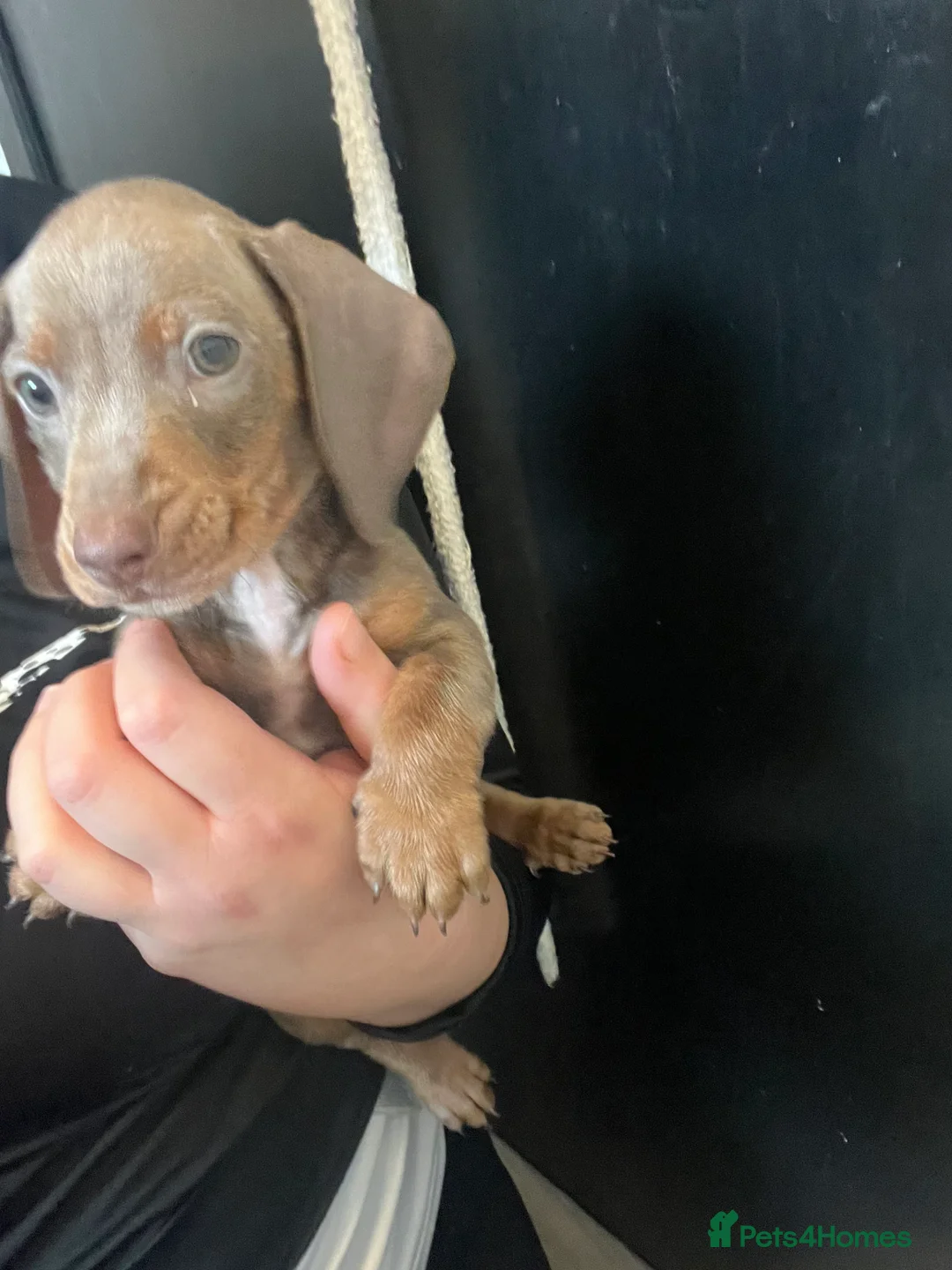 Dachshund dogs for sale: Male Daschund  - Advert 7