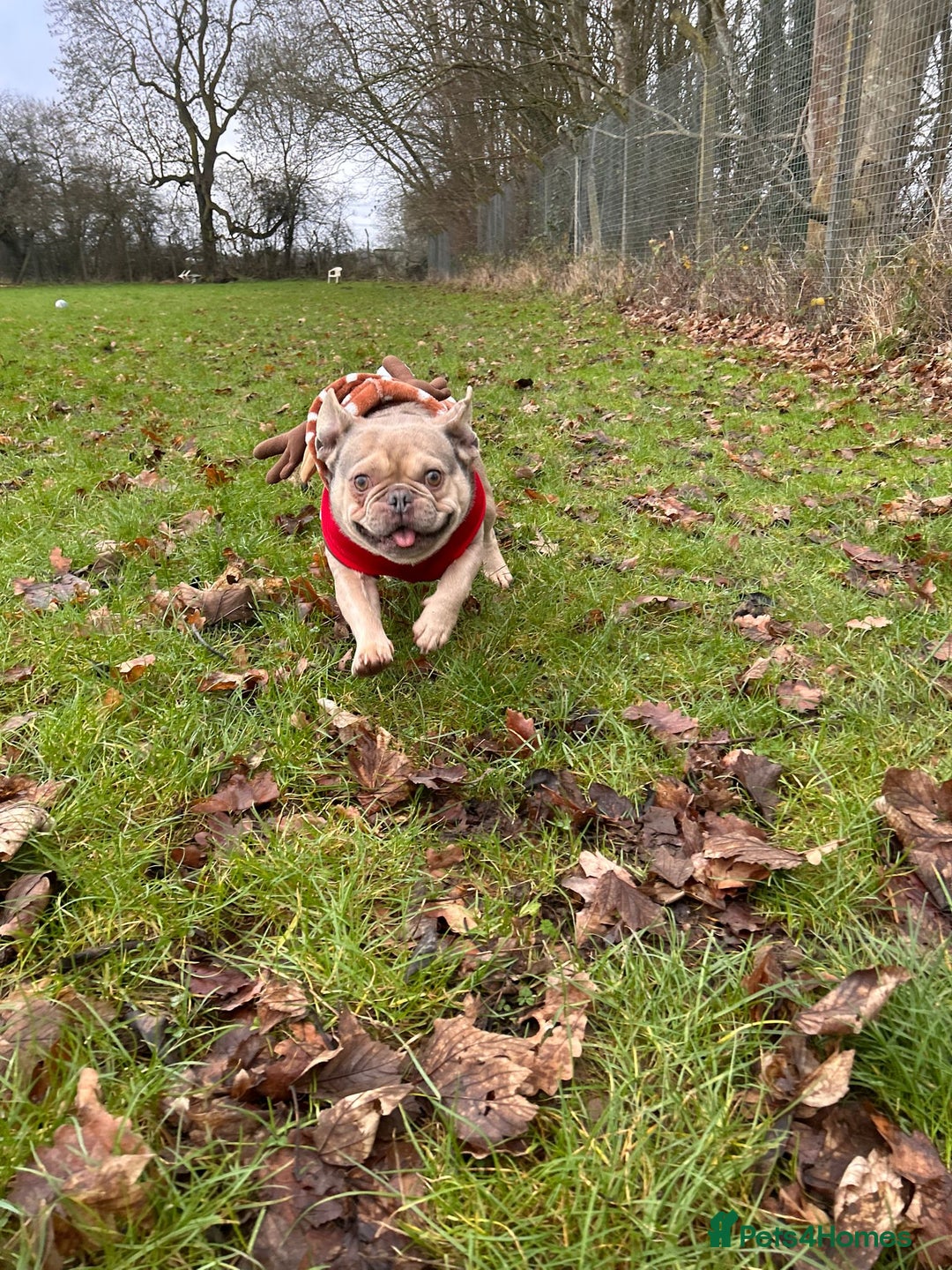 French Bulldog dogs for adoption: Gonk  - Advert 3