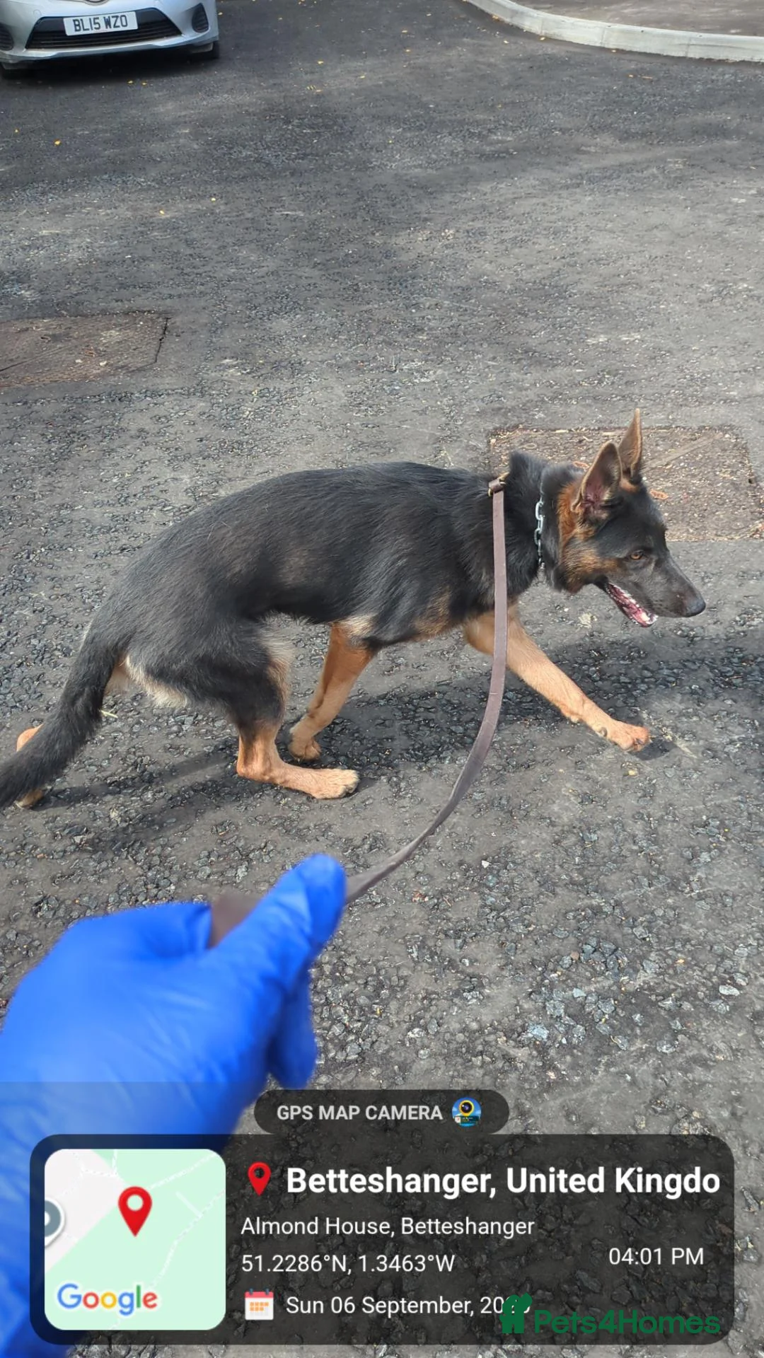 German Shepherd dogs for sale: Molly - Advert 2