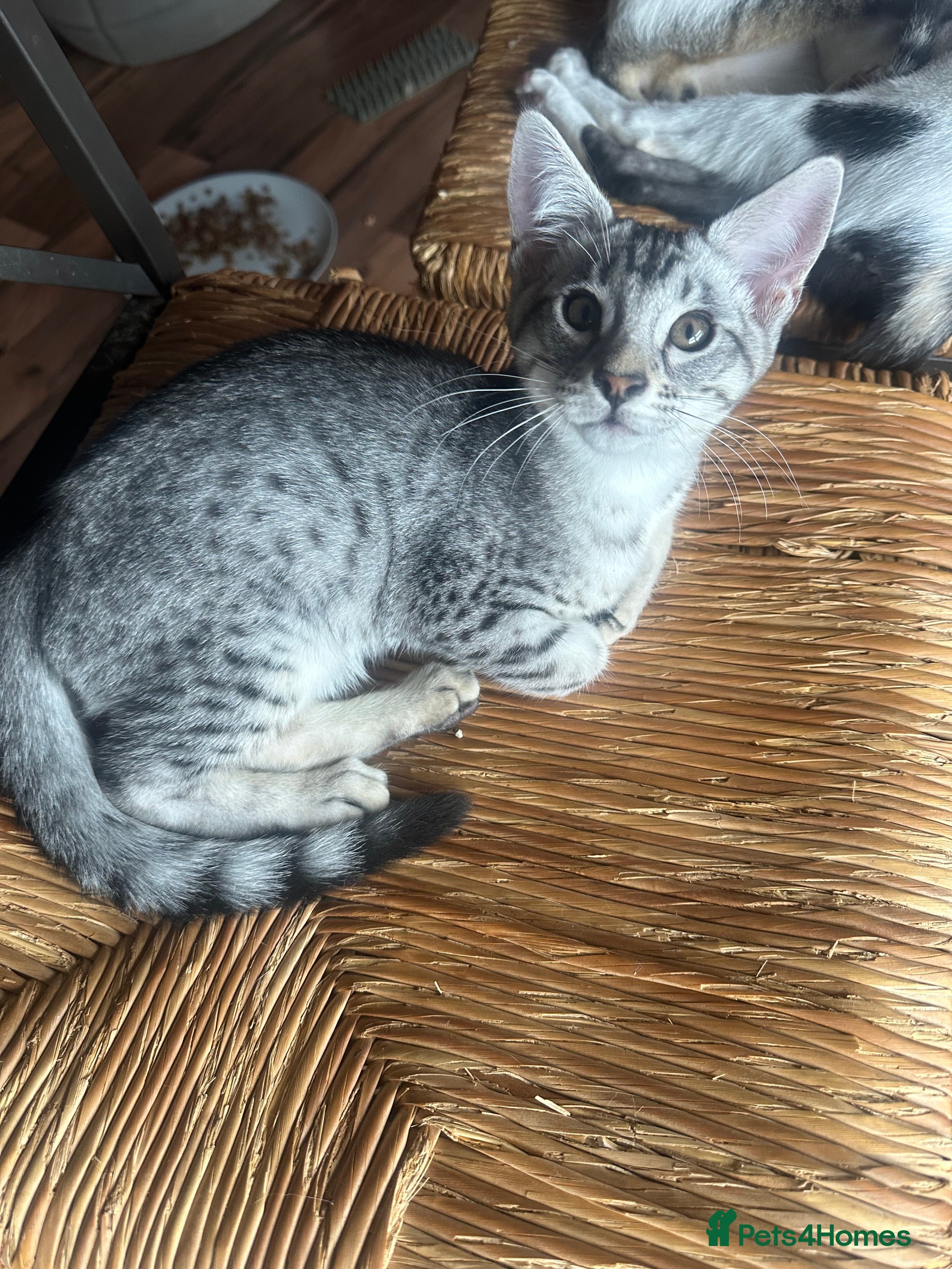 Mixed Breed cats for sale: Amazing Crossed Bengals Available  - Advert 10