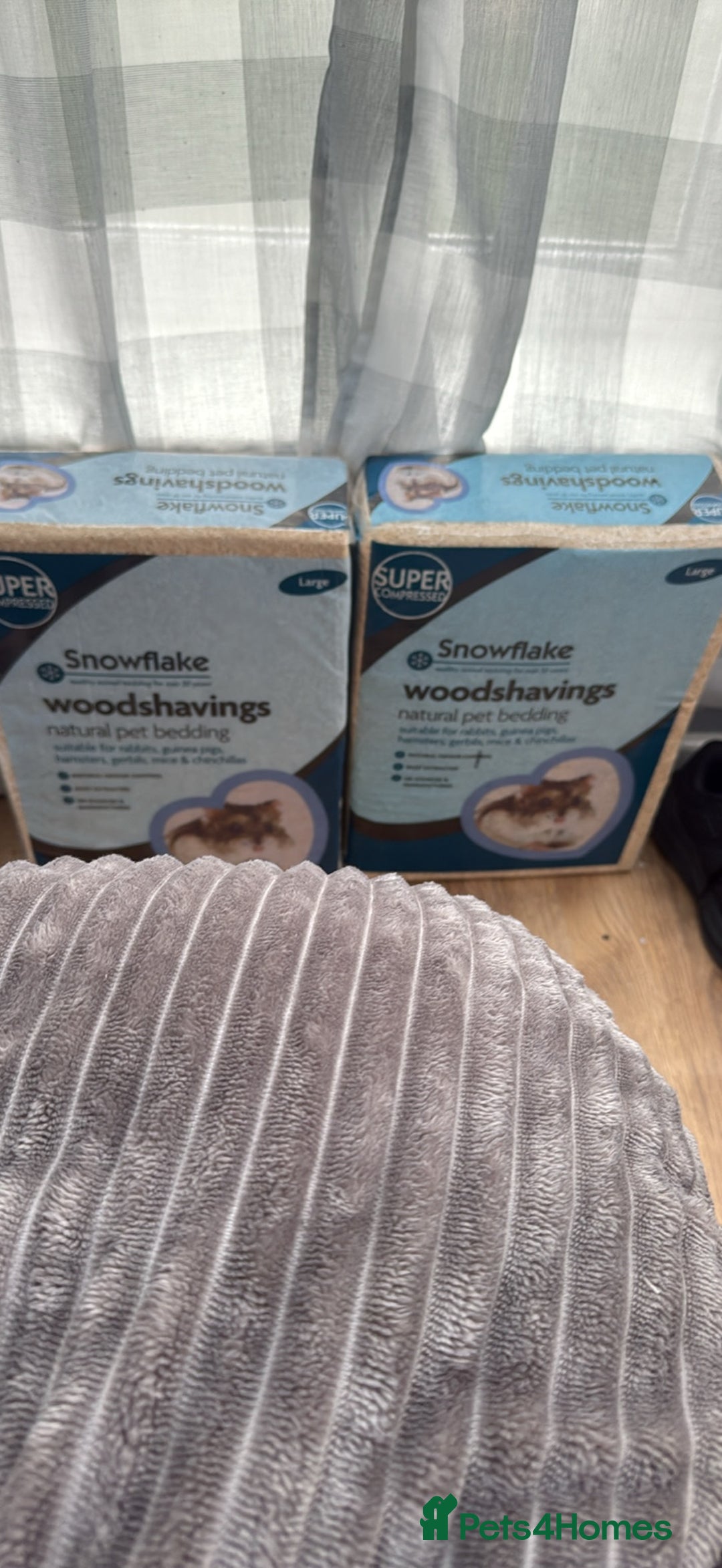Gerbil rodents for sale: gerbils for sale - Image 4