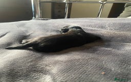 Shih Tzu dogs for sale: Shih tzus puppy for sale - Image 6