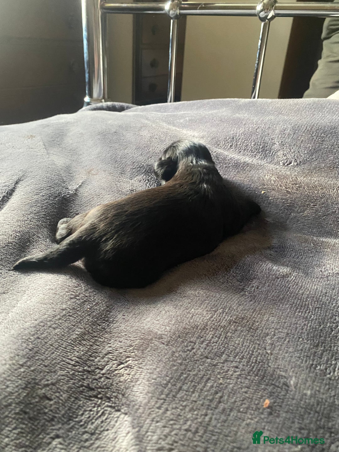 Shih Tzu dogs for sale: Shih tzus puppy for sale - Image 6
