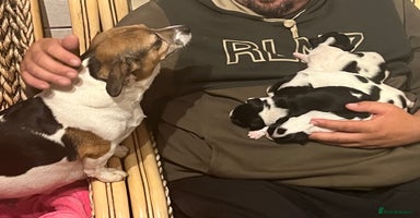 Jack Russell dogs - Advert 9