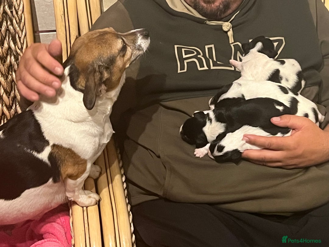 Jack Russell dogs for sale: Poppy - Image 2