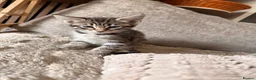 Savannah cats for sale: F4 Savannah Kitten’s African bloodline - Advert 6