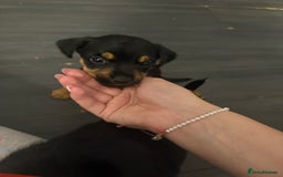 Jack Russell dogs for sale: 2 JACK RUSSELL BOYS - Image 3