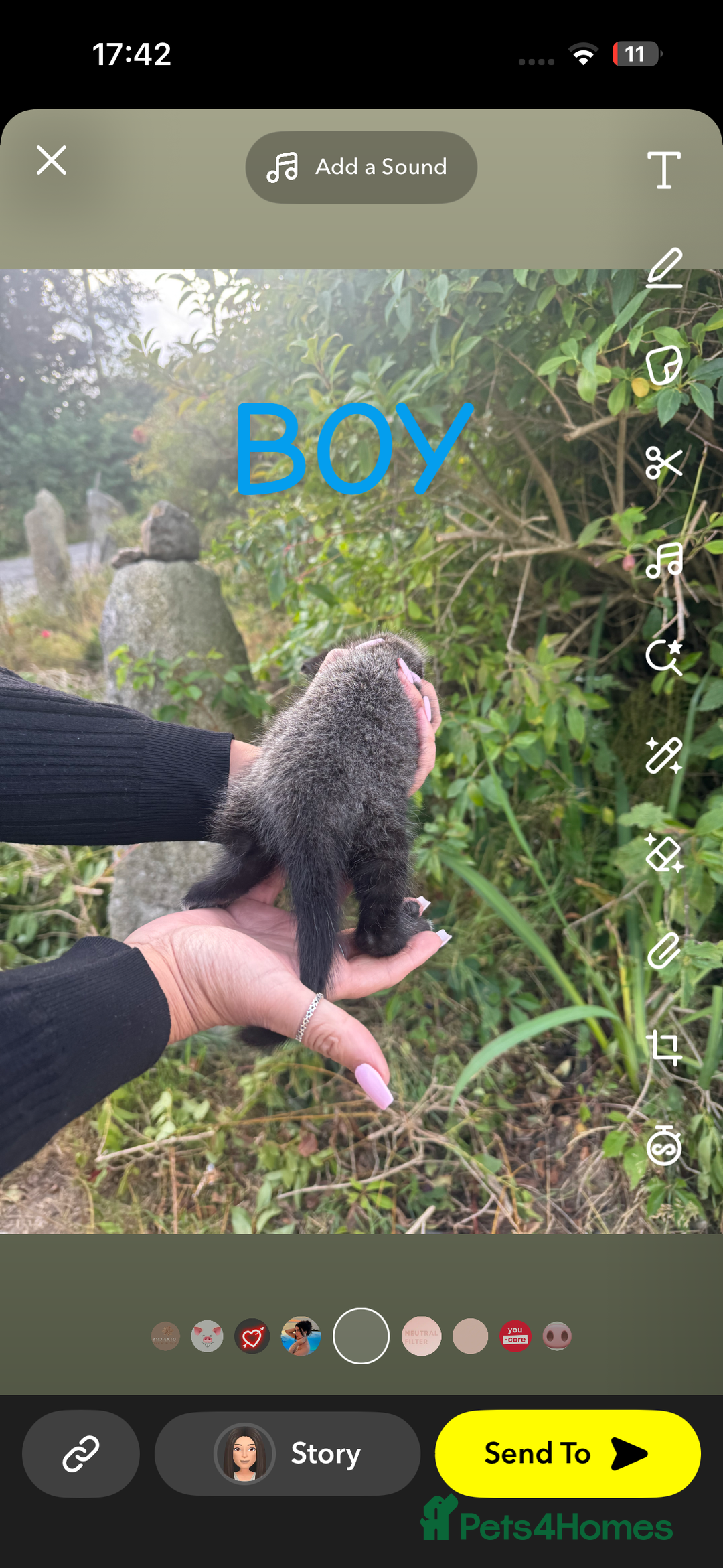 Mixed Breed cats for sale: Kittens mix breed - Image 4