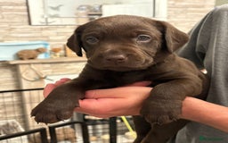 Labrador Retriever dogs for sale: KC Registered Lab pups ready for reserving - Image 13
